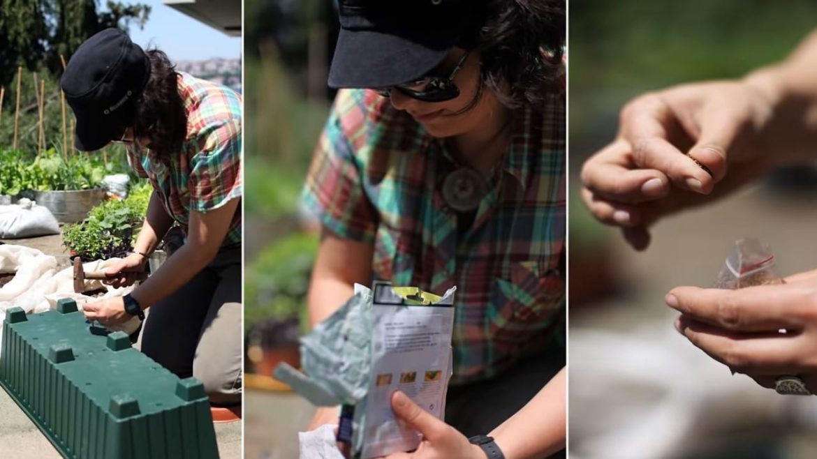 How to grow herbs garlic onion at home easily