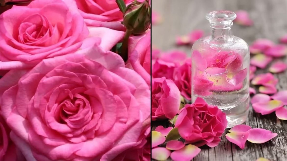 rose water at home rose water at home